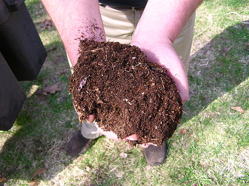 Compost in the hands