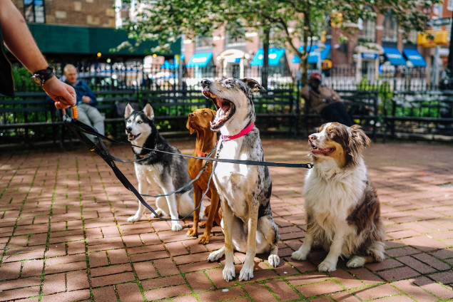 dogs lined up together in the park