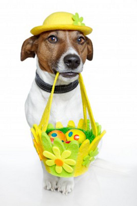 a dog carrying a basket made of flowers