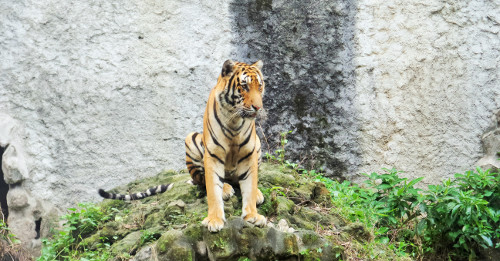 a tiger in the zoo